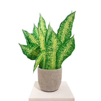 Dieffenbachia (gelb)