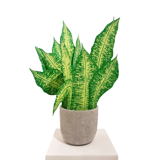 Dieffenbachia (gelb)