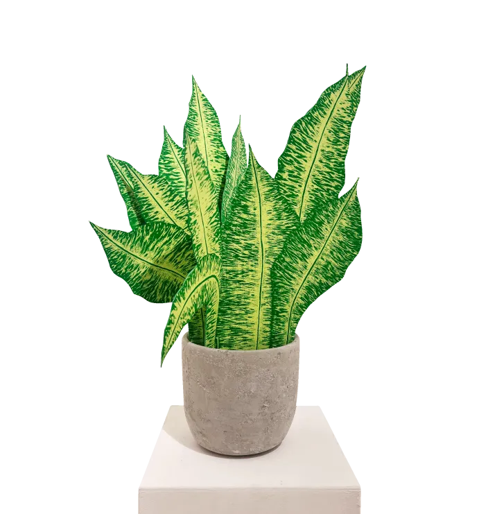 Dieffenbachia (gelb) — Susann Pönisch