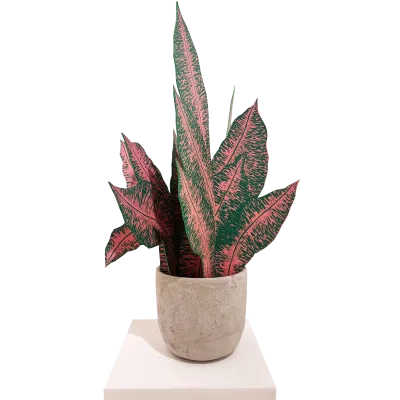 Dieffenbachia (rose)