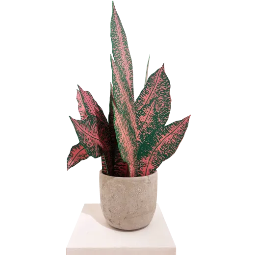 Dieffenbachia (rose)