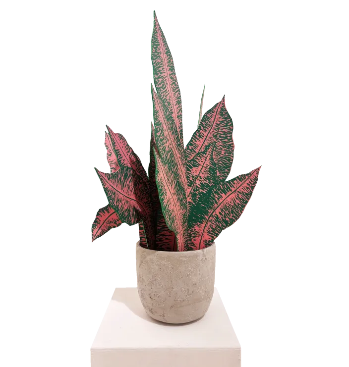 Dieffenbachia (rose) — Susann Pönisch