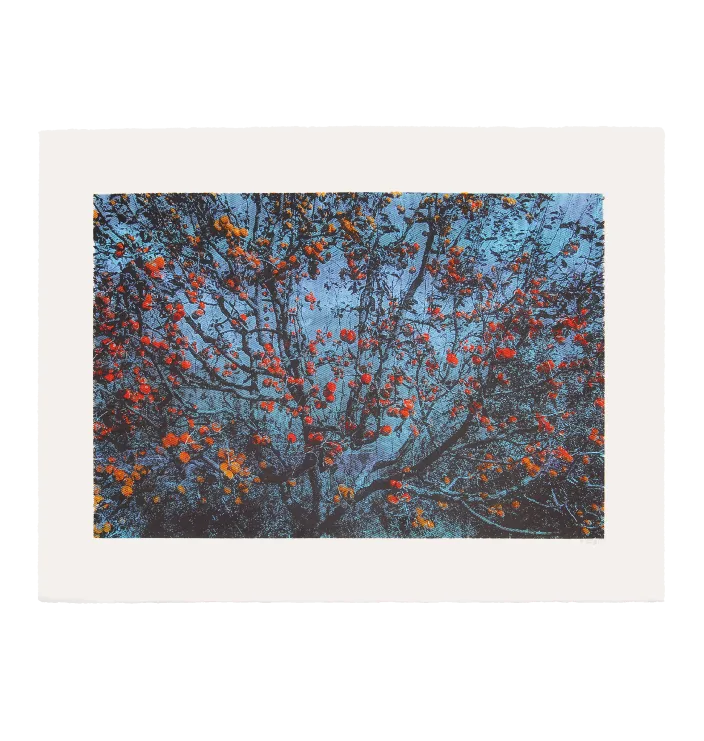Kalga Apples — Dylan Bakker